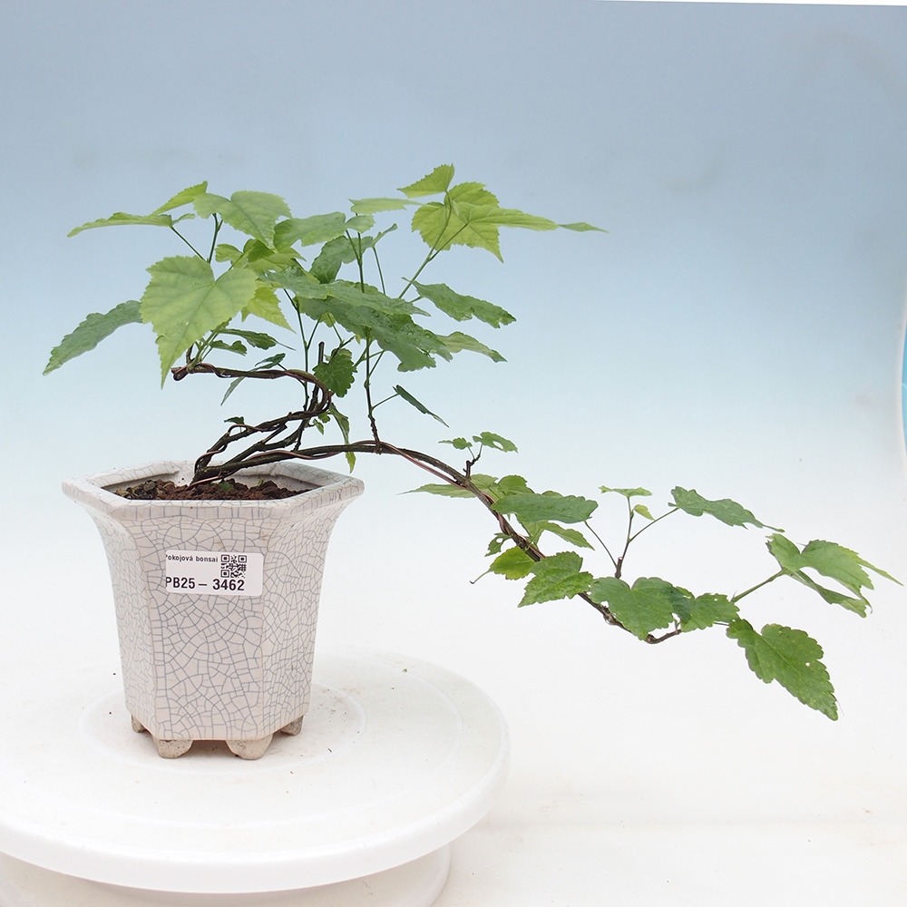 Bonsái de habitación - Abutilon Trompeta Roja - Tilo de habitación