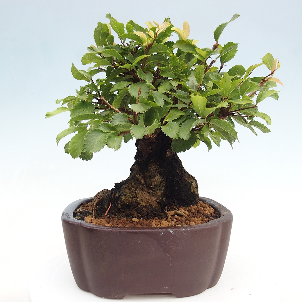 Bonsai de exterior - Zelkova - Zelkova NIRE