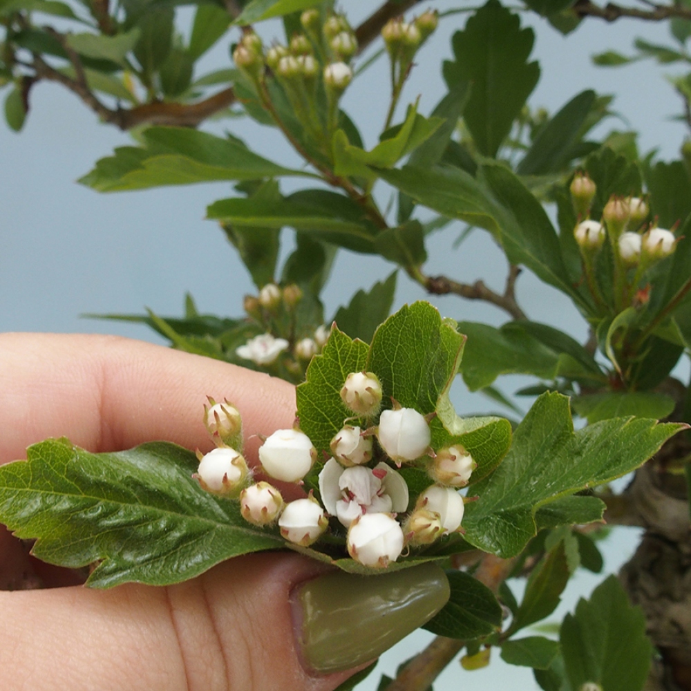Bonsái de exterior - Espino blanco - Crataegus cuneata