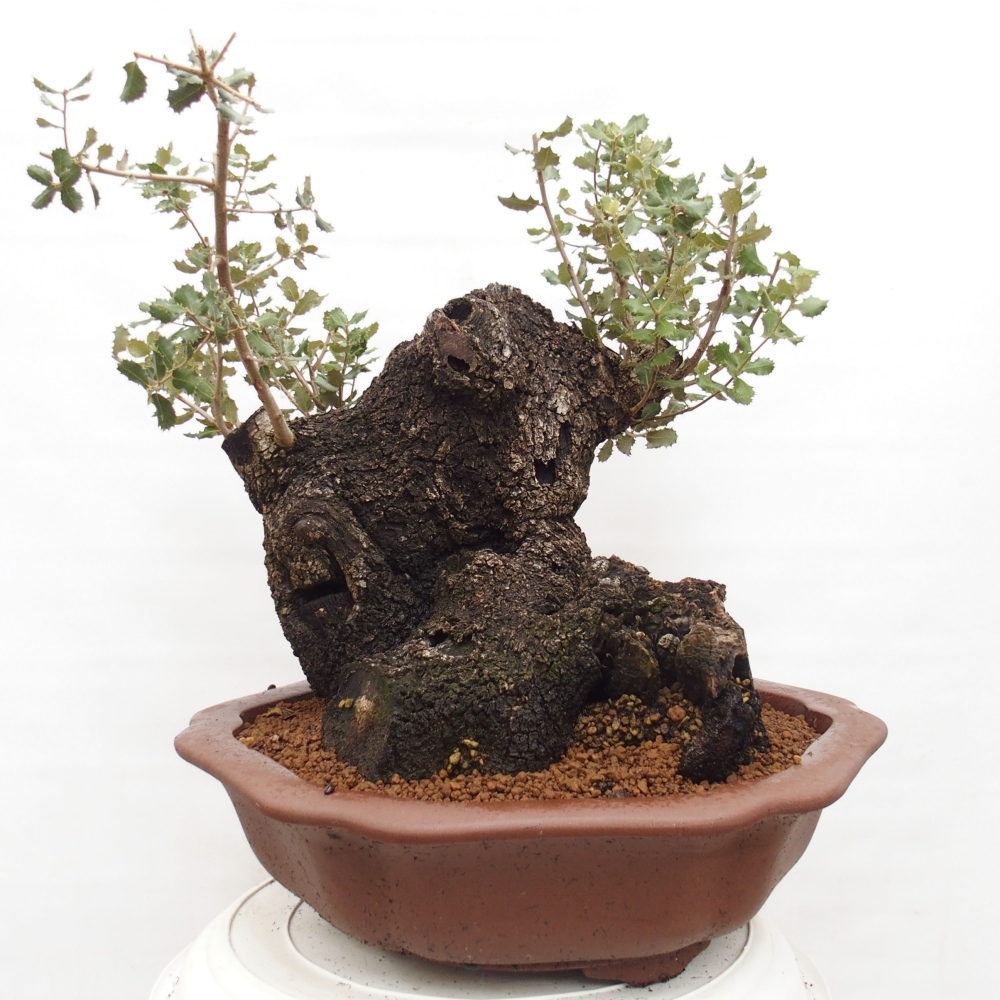 Yamadori - Quercus Ilex - Acebo de encina
