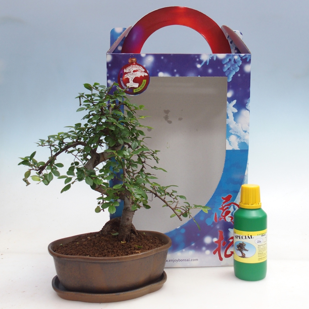 Ulmus parvifolia - Olmo chino