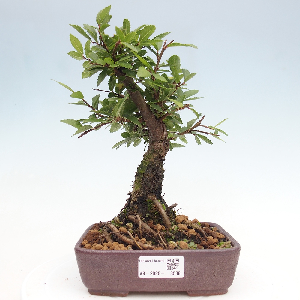 Bonsai de exterior - Zelkova - Zelkova NIRE
