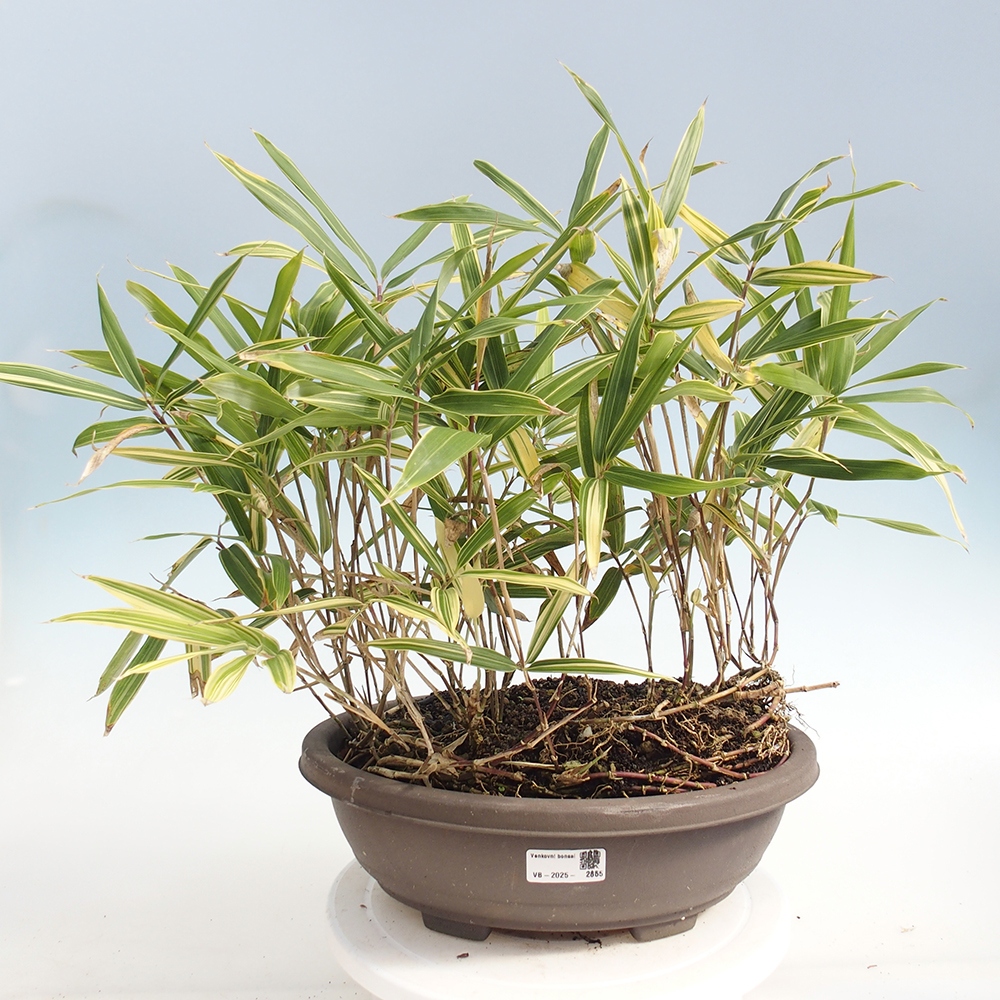 Bonsái de exterior - Sasaella masamuneana Albostriata - Bambú