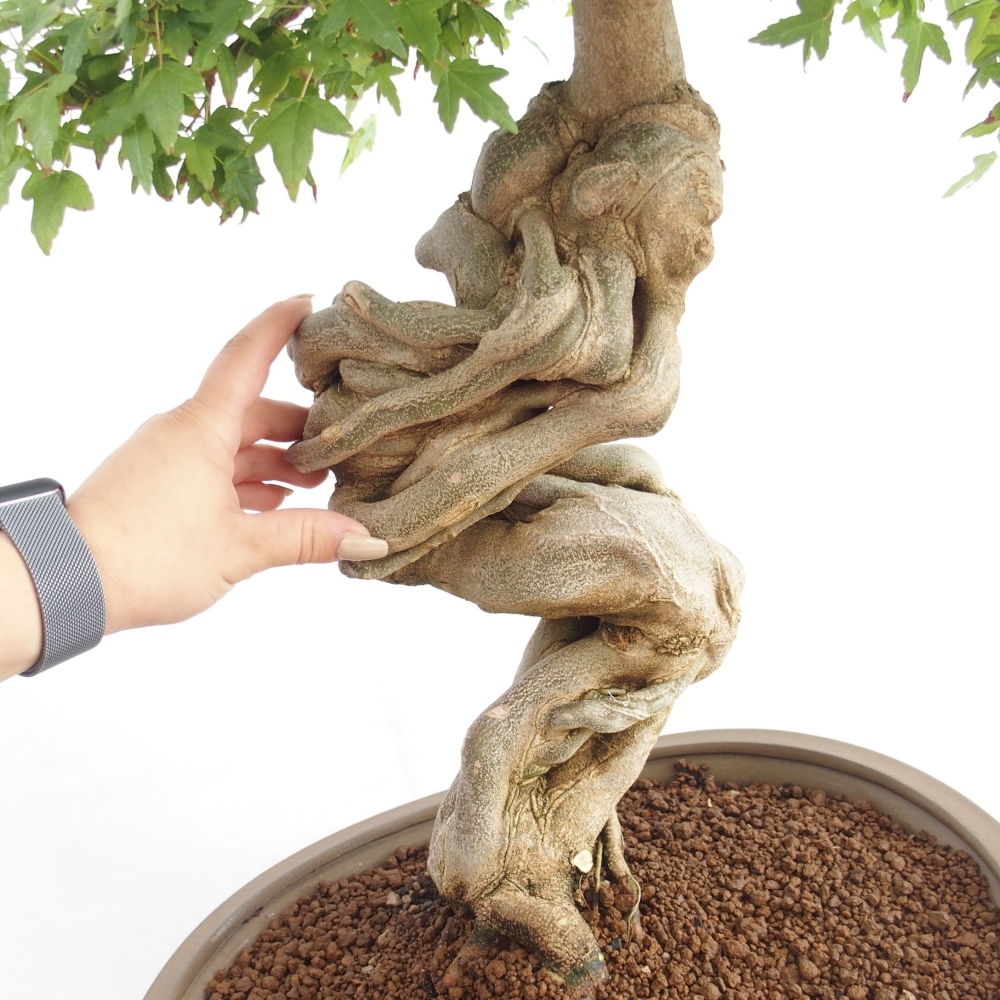 Bonsai de exterior - Acer Buergerianum - Arce hamburgués