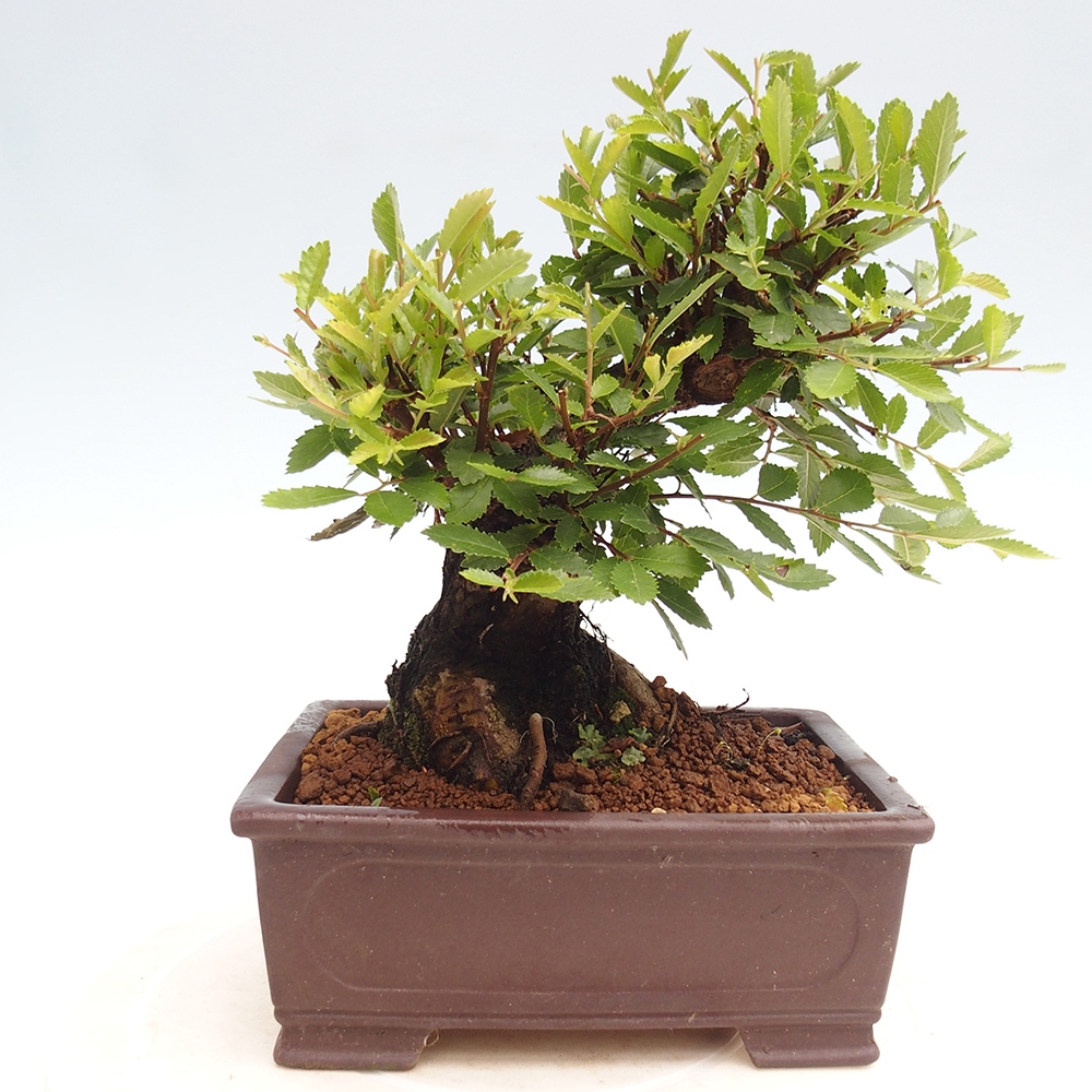 Bonsai de exterior - Zelkova - Zelkova NIRE