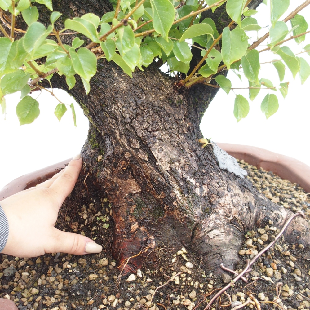 Bonsai de exterior - Mahalebka - Prunus mahaleb
