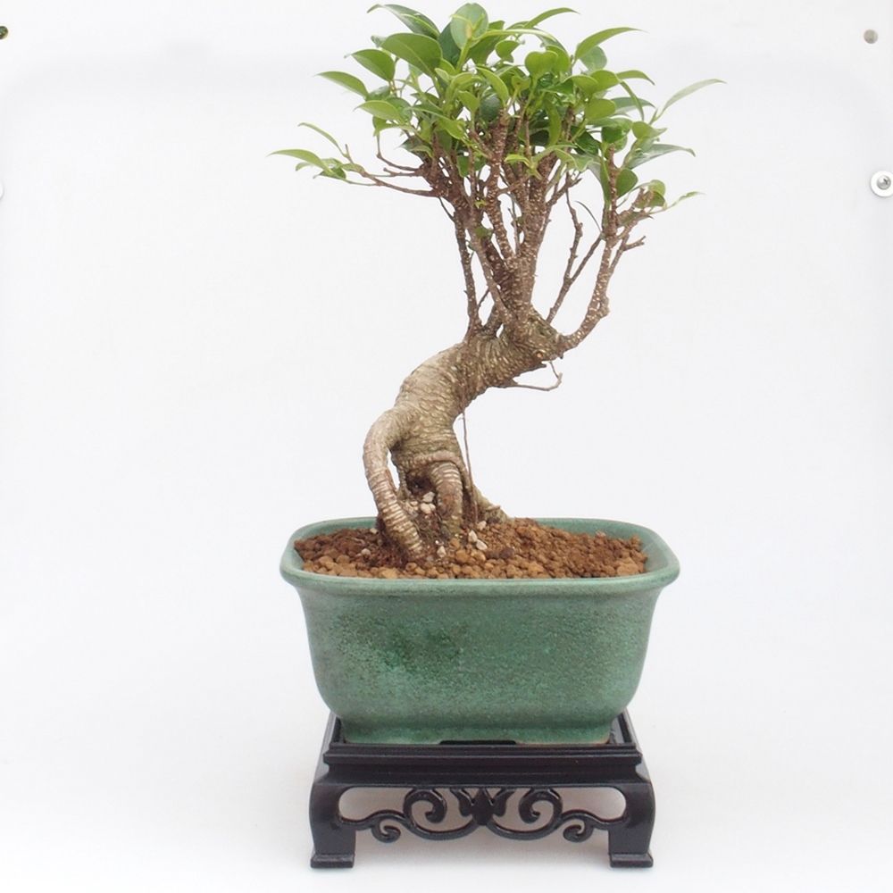 Mesa bonsai cuadrada de plástico 14,5 x 14,5 x 5 cm, color negro