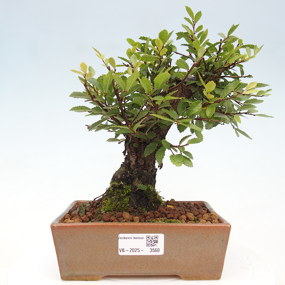Bonsai de exterior - Zelkova - Zelkova NIRE