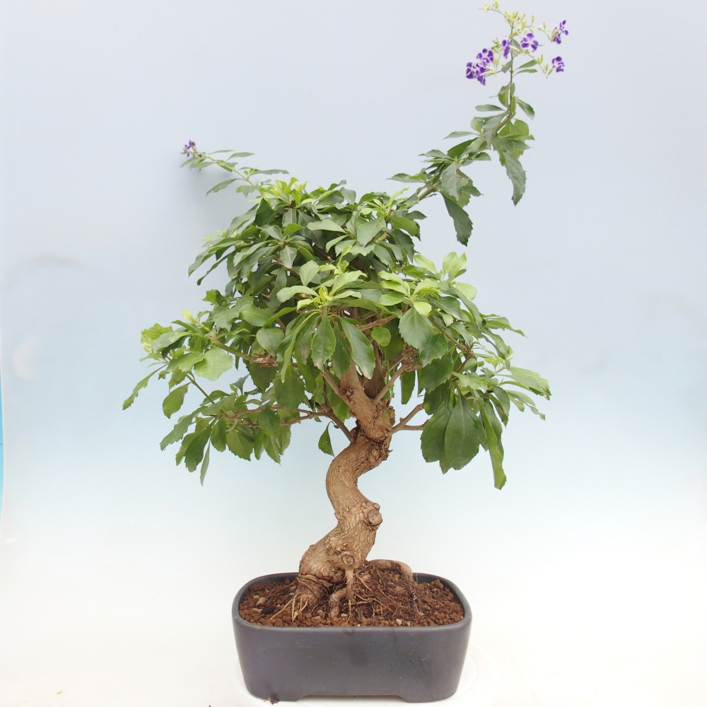 Bonsái de habitación - Duranta repens -Duranta