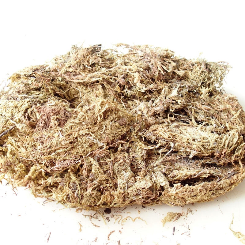 Bryophyta - musgo 5 kg