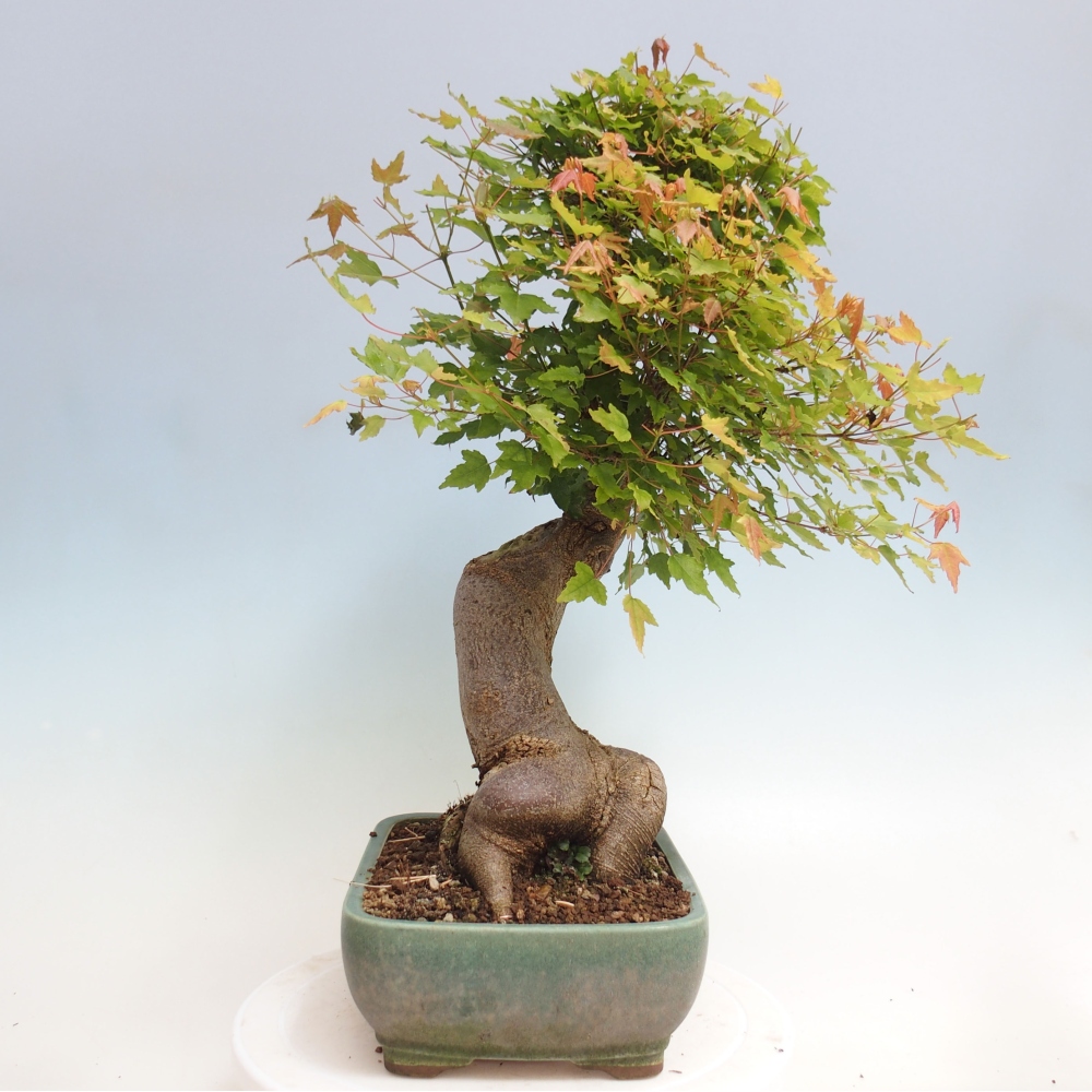 Bonsai de exterior - Acer Buergerianum - Arce hamburgués