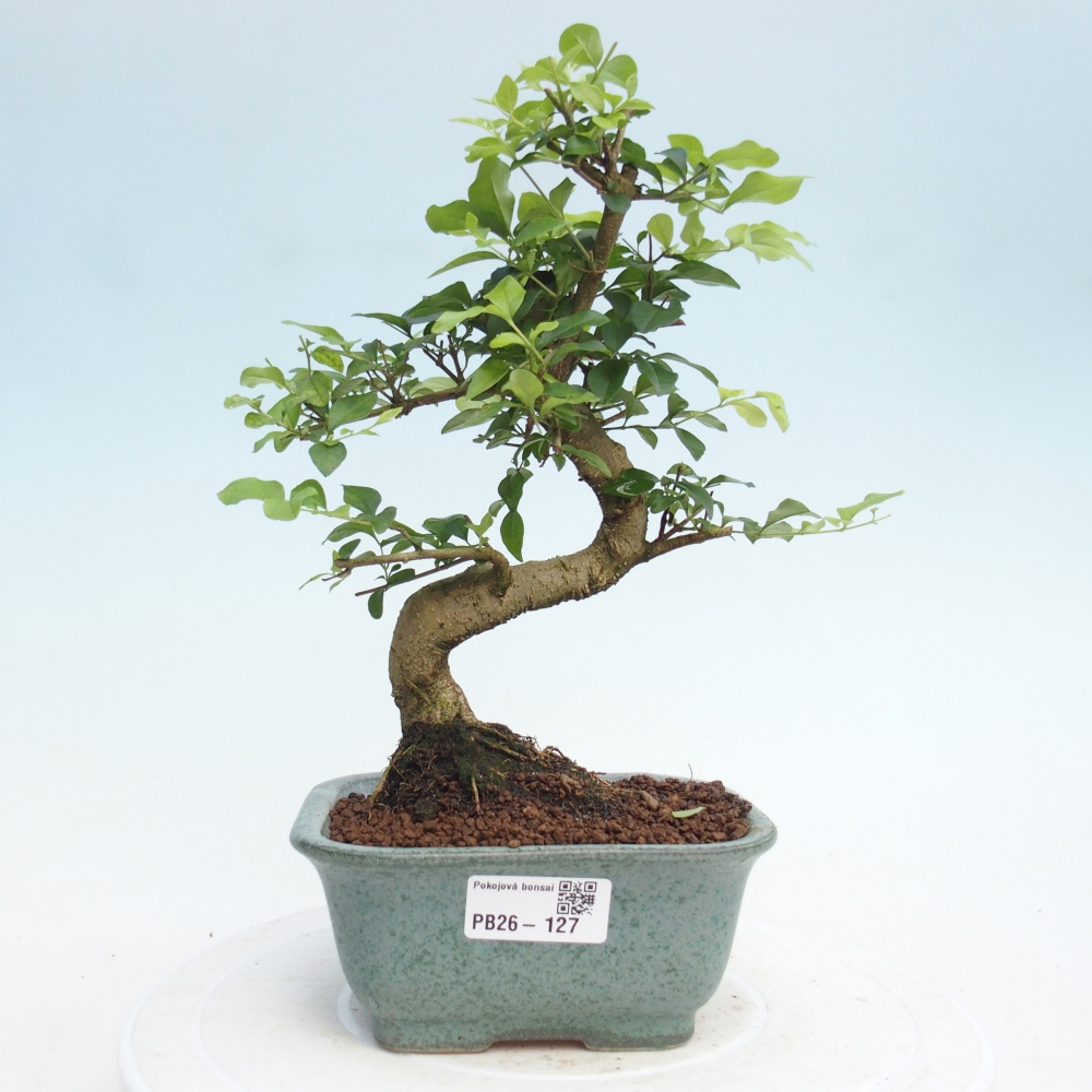 Bonsái de habitación -Ligustrum chinensis - Pico de pájaro