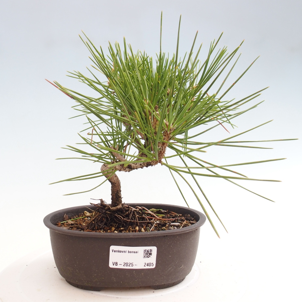 Bonsái de exterior - Pinus thunbergii - Pino Thunberg