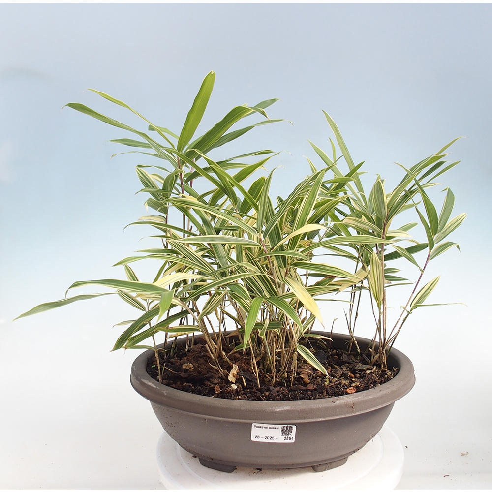 Bonsái de exterior - Sasaella masamuneana Albostriata - Bambú