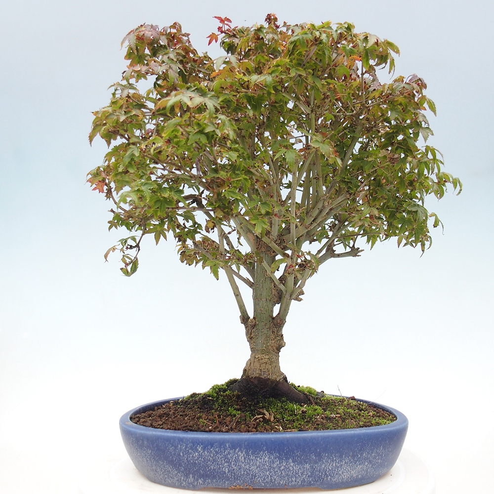 Acer palmatum KIOHIME - Arce palmito