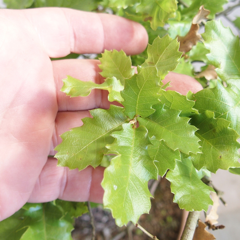 Bonsái de exterior Quercus Cerris - Roble Cer