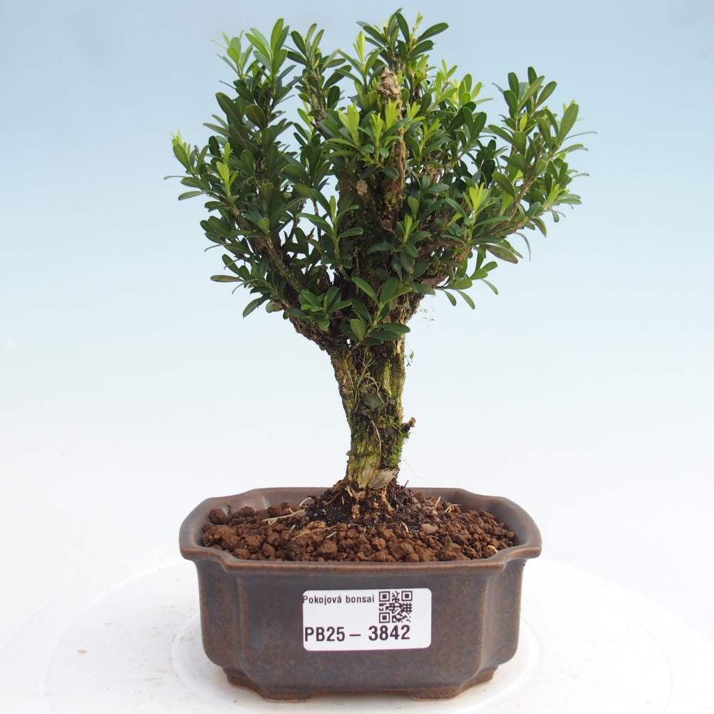 Bonsái de habitación - Buxus harlandii - buxus de corcho