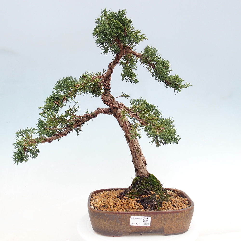 Bonsái de exterior - Juniperus chinensis Kishu