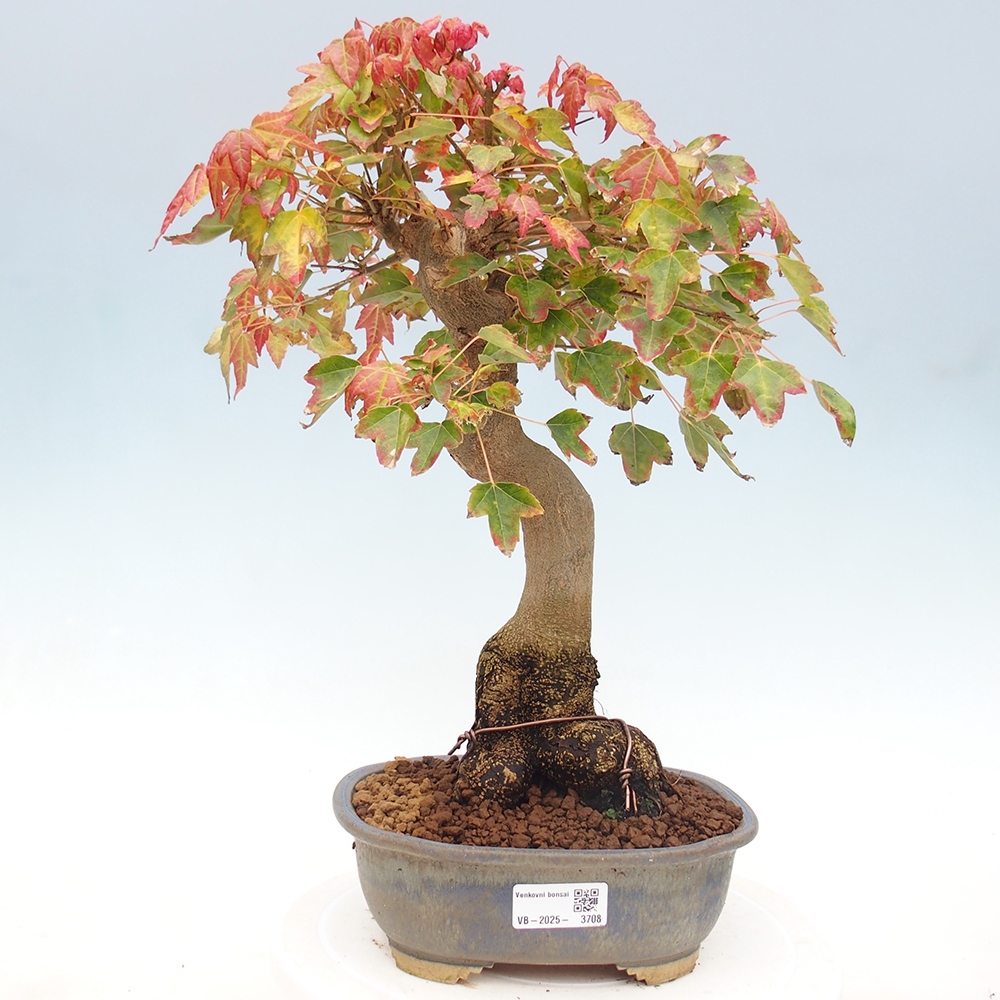 Bonsai de exterior - Acer Buergerianum - Arce hamburgués
