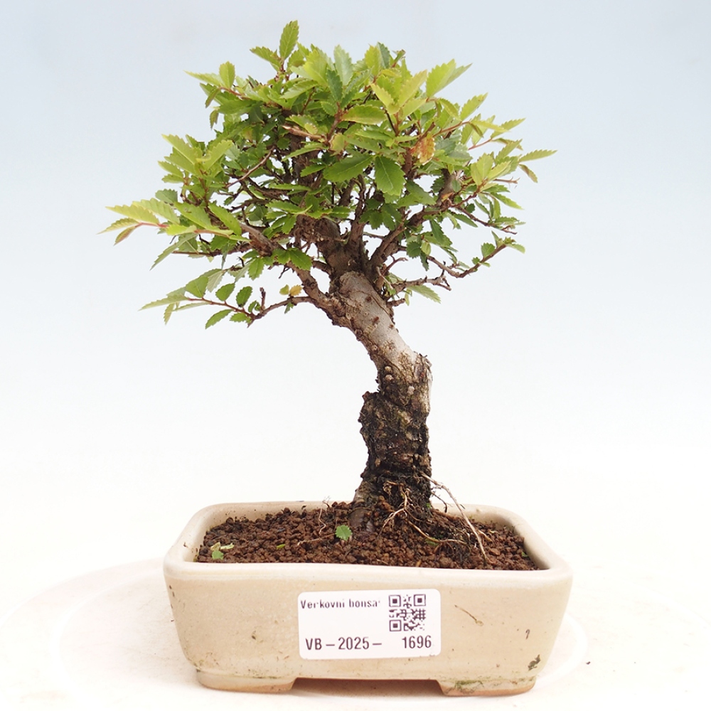 Bonsai de exterior - Zelkova - Zelkova NIRE