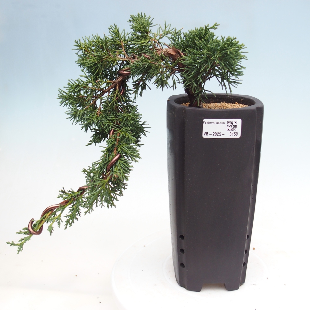 Bonsái de exterior - Juniperus chinensis Kishu