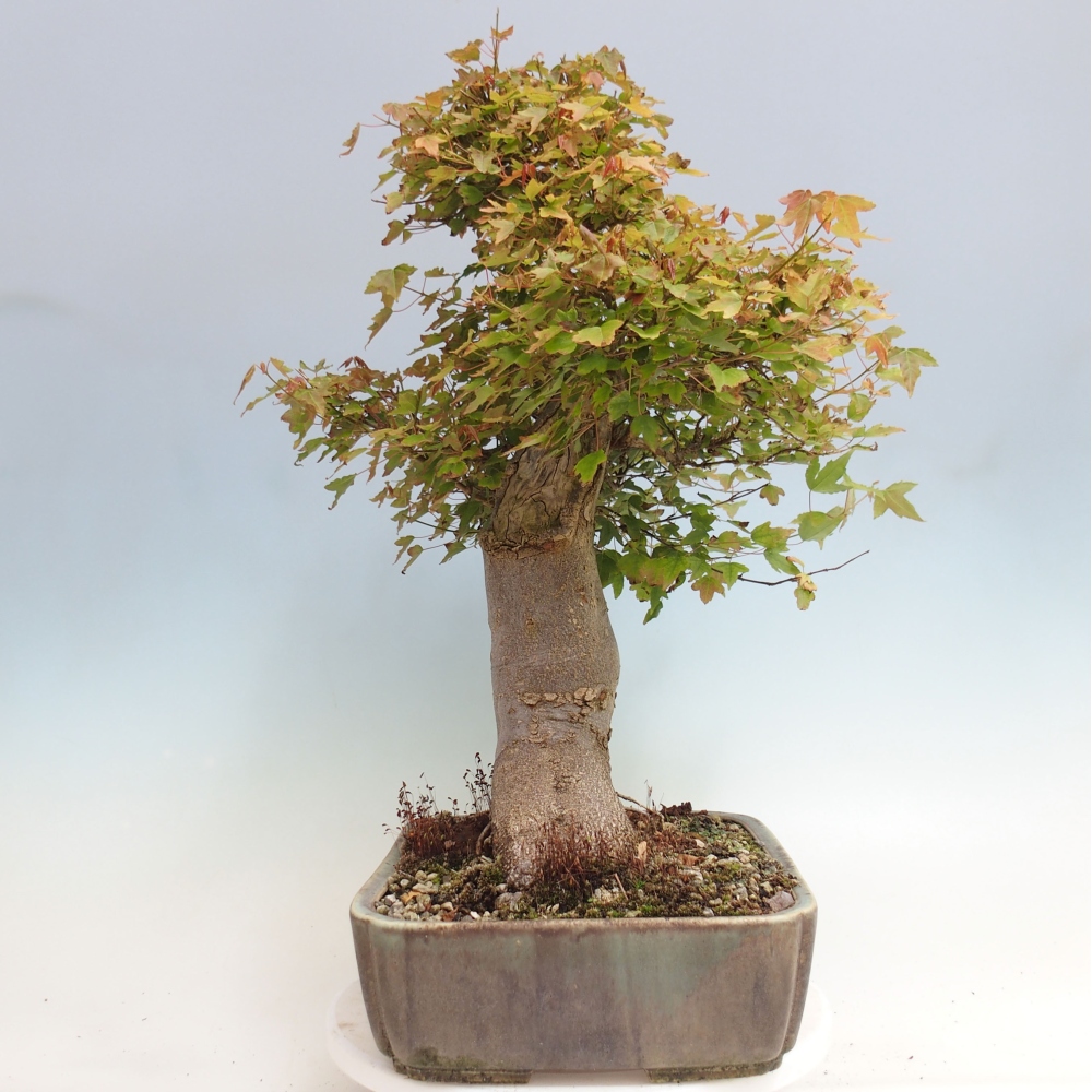 Bonsai de exterior - Acer Buergerianum - Arce hamburgués