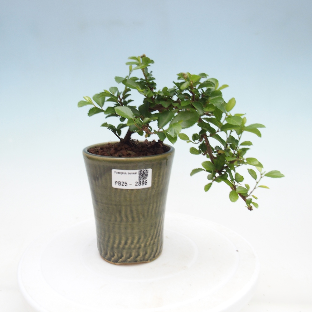 Bonsái de interior - Grewia occidentalis - Estrella de mar lavanda