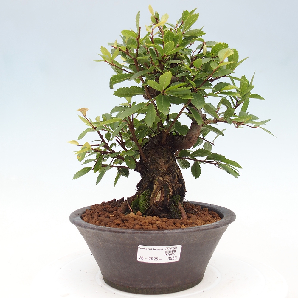 Bonsai de exterior - Zelkova - Zelkova NIRE