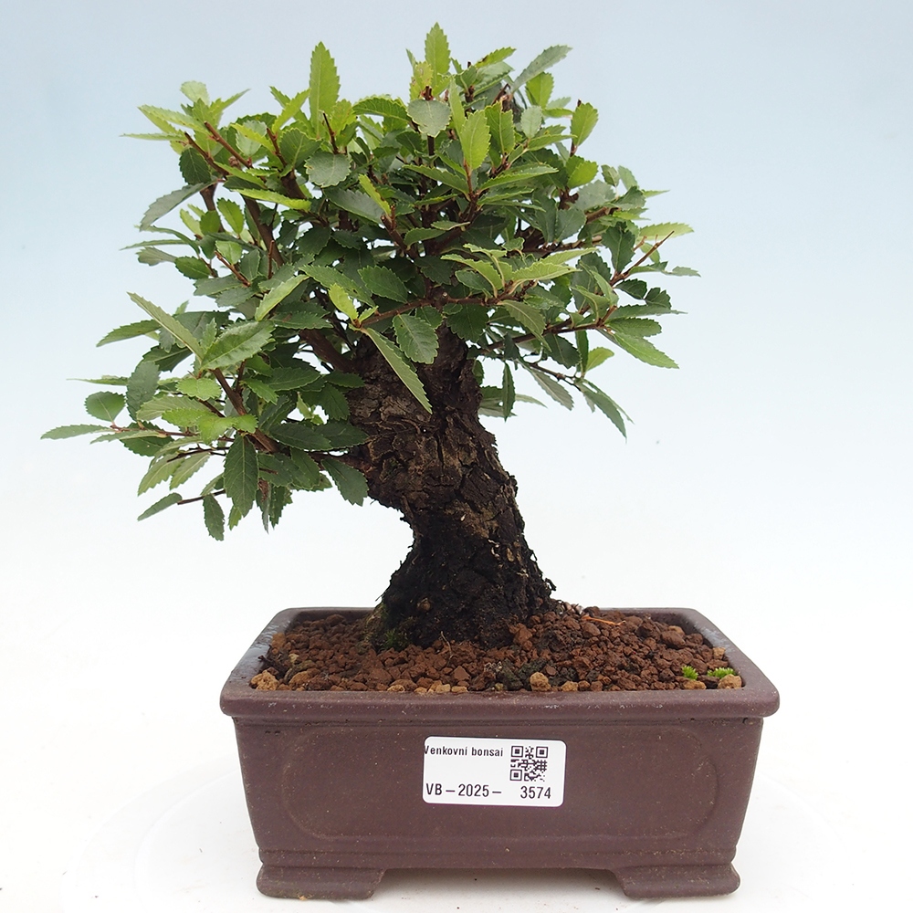 Bonsai de exterior - Zelkova - Zelkova NIRE
