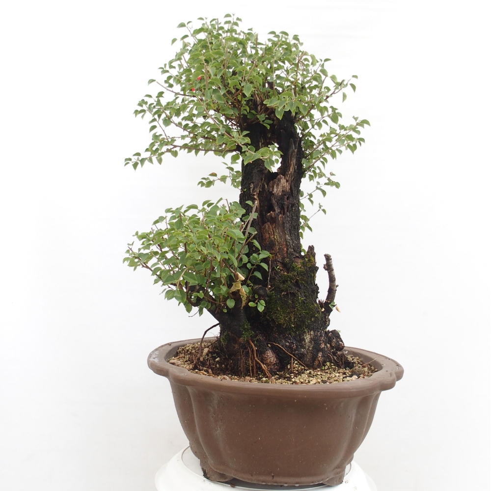 Bonsai de exterior - Mahalebka - Prunus mahaleb