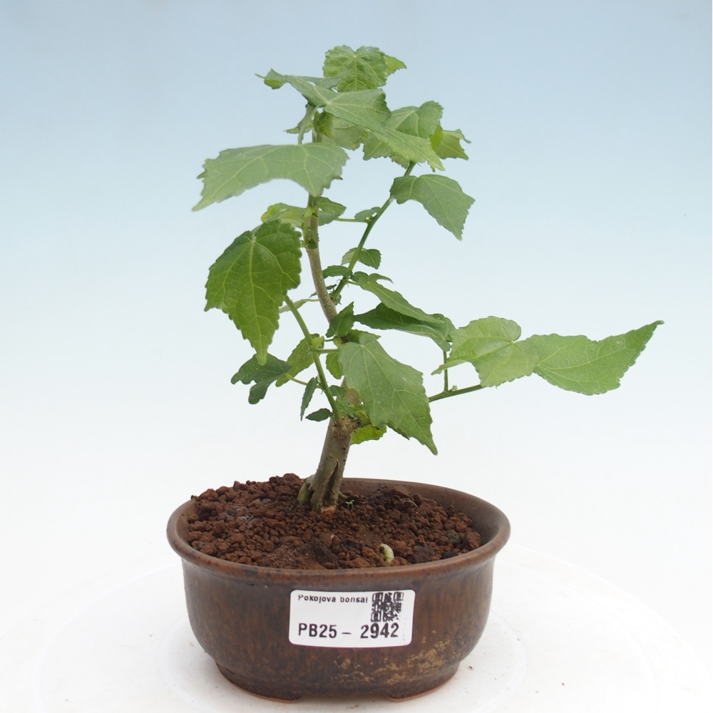 Bonsái de interior - Malvaviscus arboreus