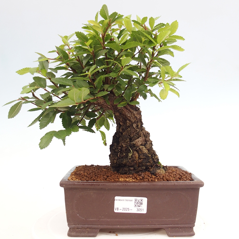 Bonsai de exterior - Zelkova - Zelkova NIRE