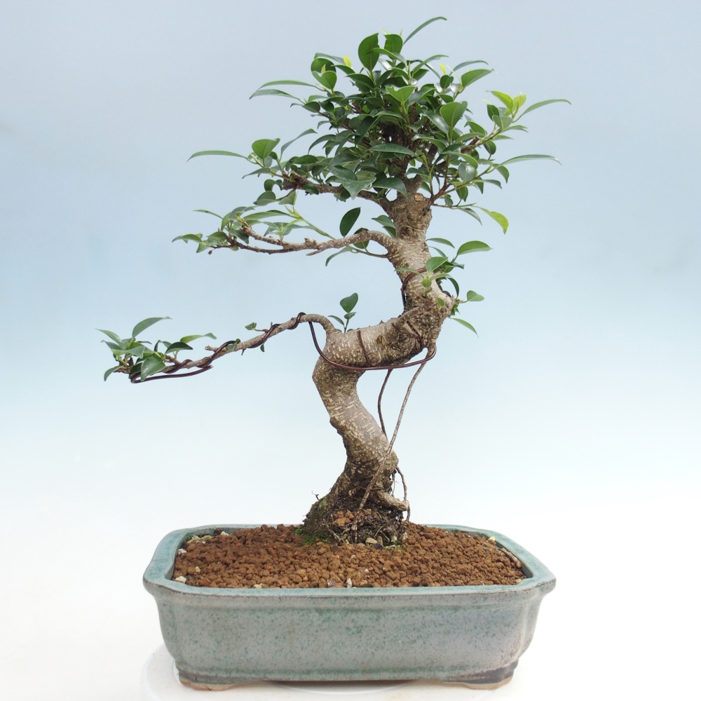 Bonsái de habitación - Ficus kimmen - ficus de hoja pequeña