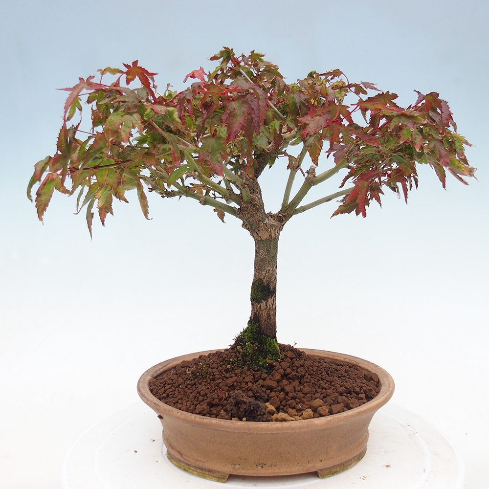 Acer palmatum KIOHIME - Arce palmito