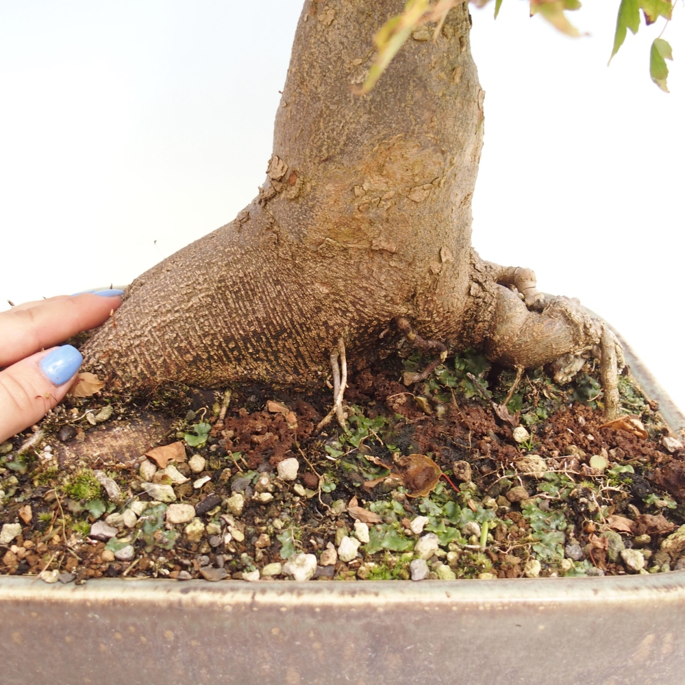 Bonsai de exterior - Acer Buergerianum - Arce hamburgués