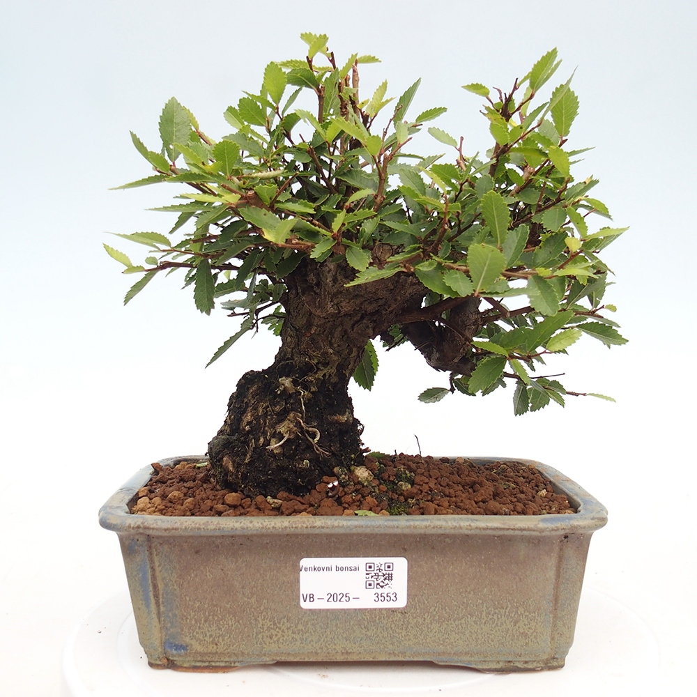 Bonsai de exterior - Zelkova - Zelkova NIRE