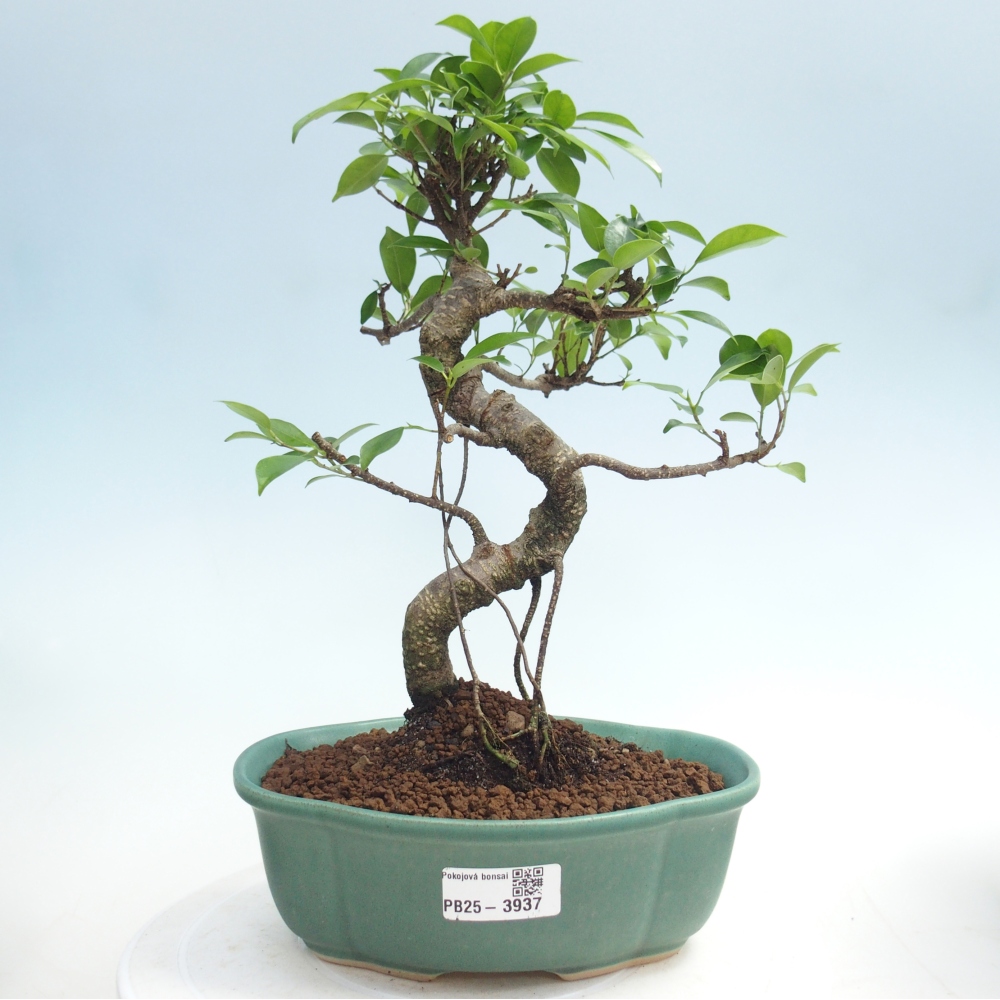 Bonsái de habitación - Ficus retusa - ficus de hoja pequeña