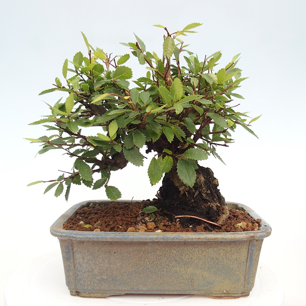 Bonsai de exterior - Zelkova - Zelkova NIRE