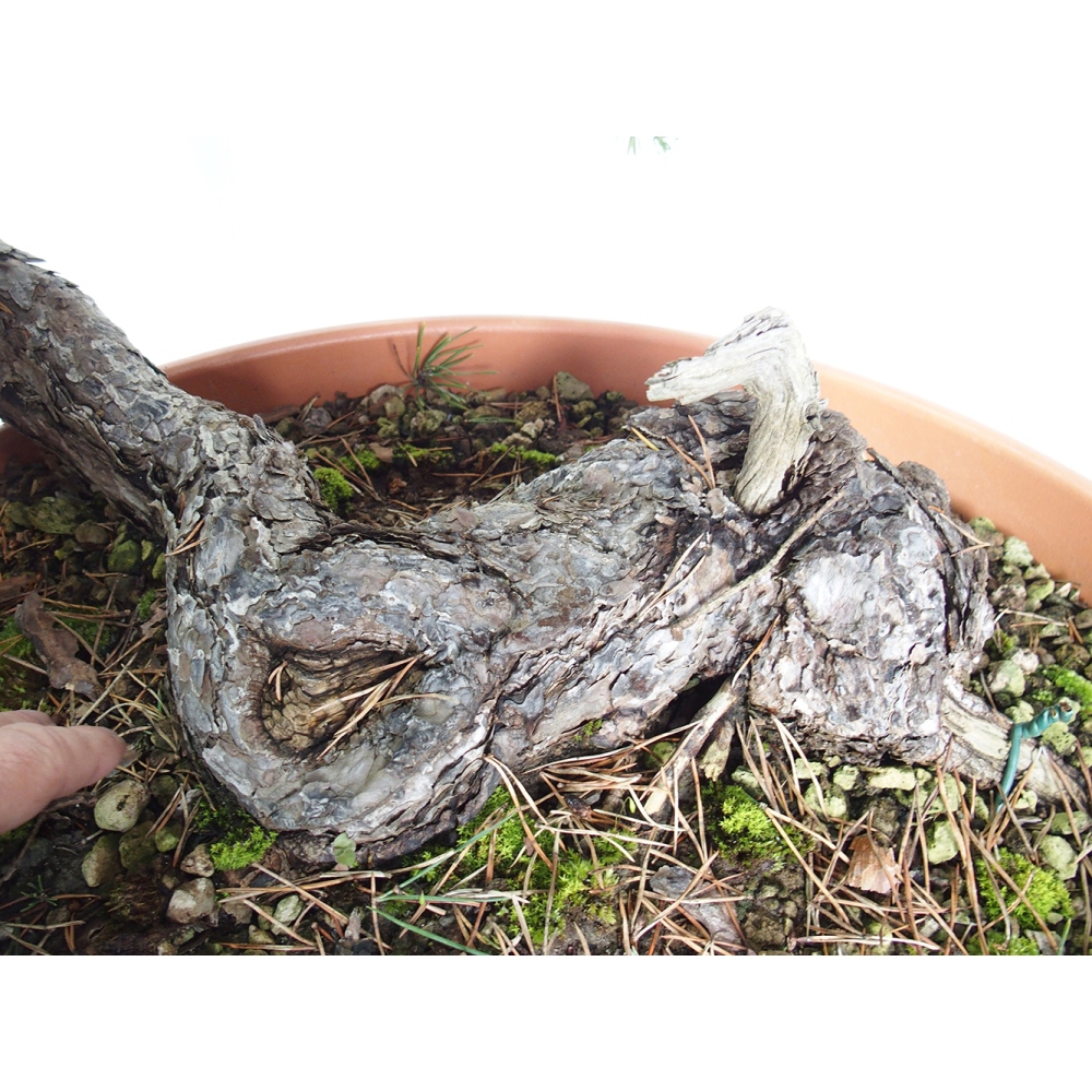 Yamadori - Pinus sylvestris España