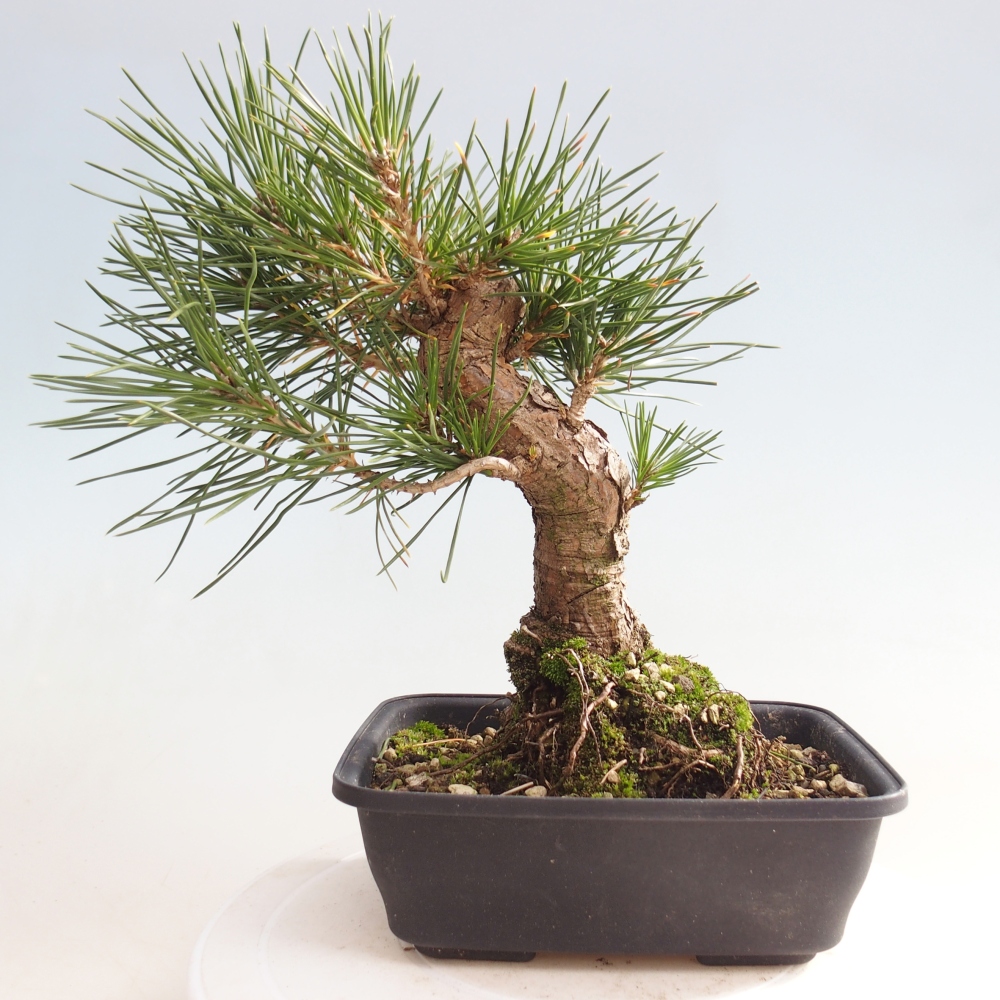 Bonsái de exterior - Pinus thunbergii - Pino Thunberg