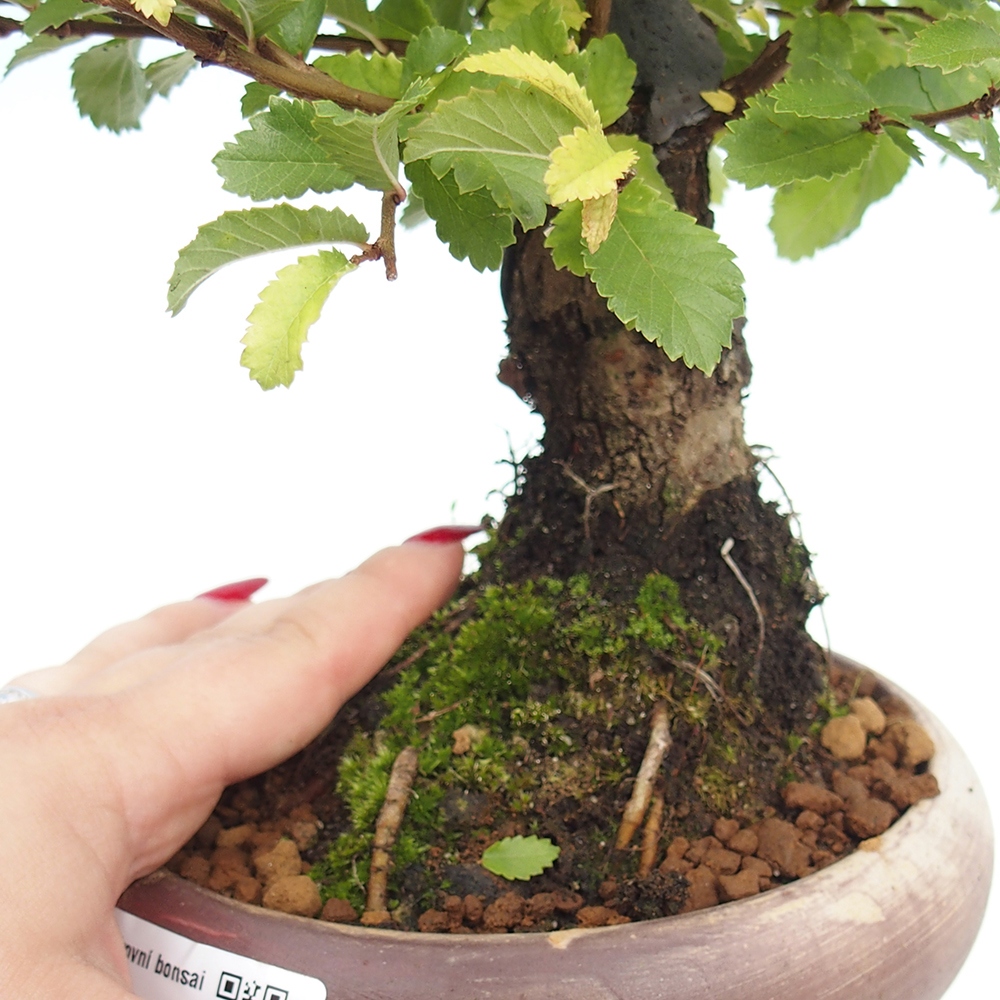 Bonsai de exterior - Zelkova - Zelkova NIRE