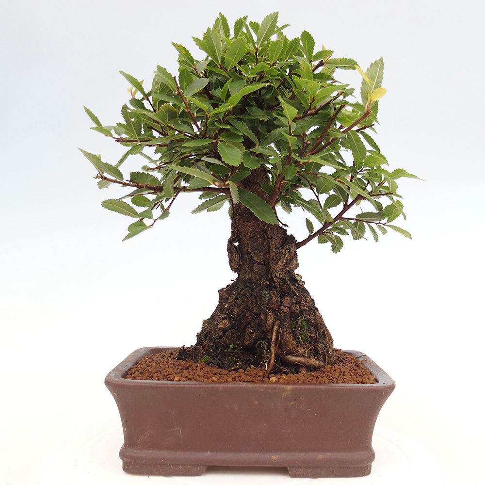 Bonsai de exterior - Zelkova - Zelkova NIRE