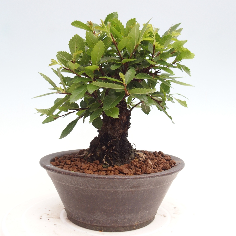 Bonsai de exterior - Zelkova - Zelkova NIRE