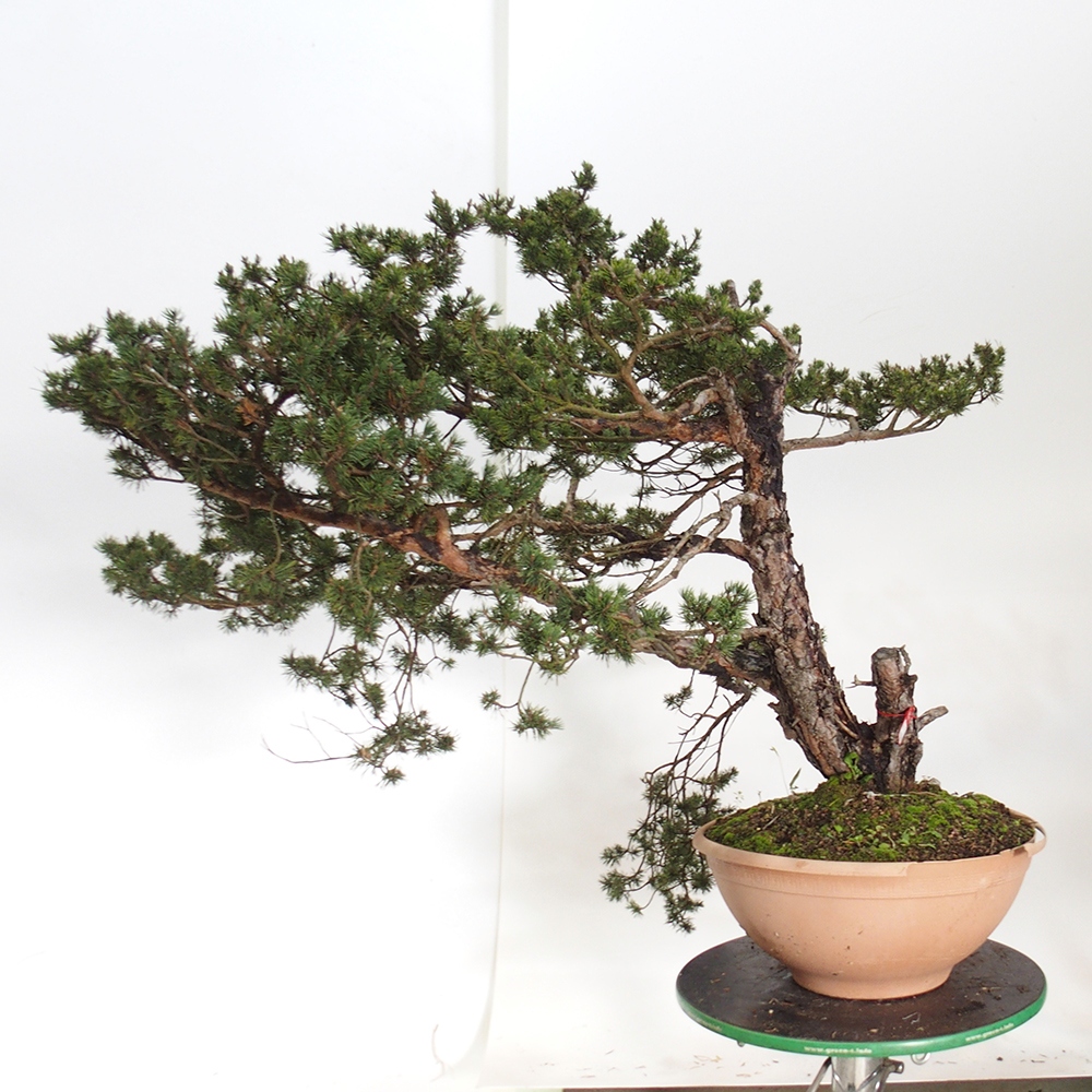 Yamadori - Pinus sylvestris España