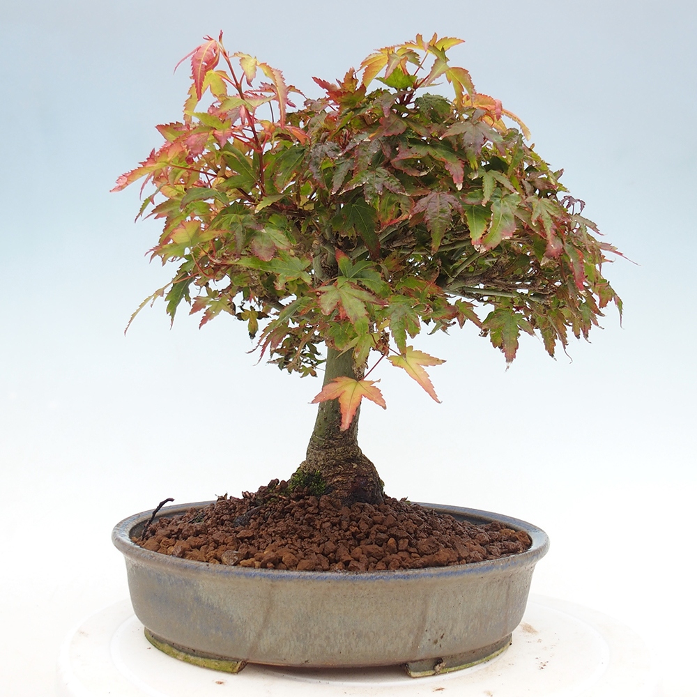 Acer palmatum KIOHIME - Arce palmito