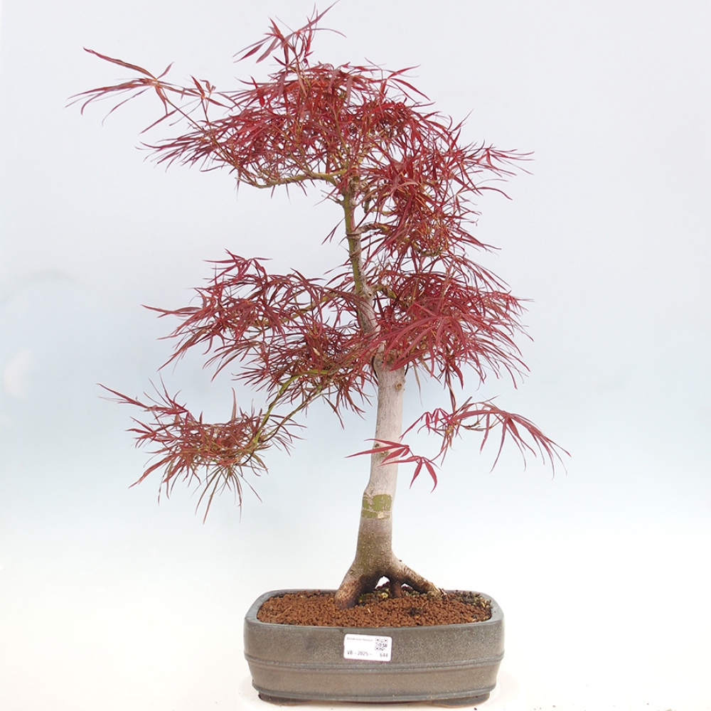 Bonsai de exterior - Acer palmatum RED PYGMY