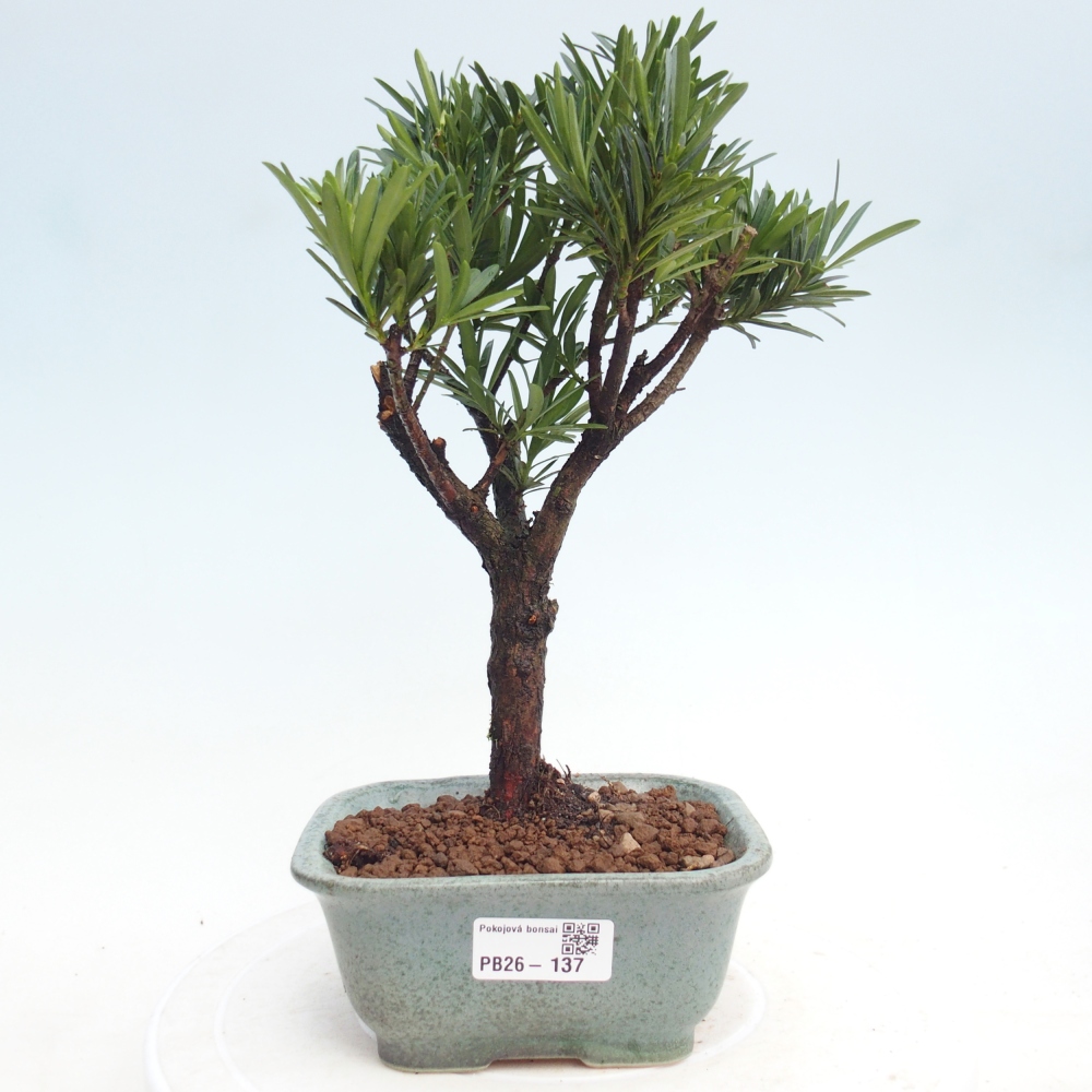 Bonsái de habitación - Podocarpus - Tejo de piedra