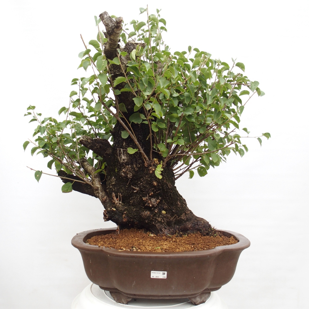 Bonsai de exterior - Mahalebka - Prunus mahaleb