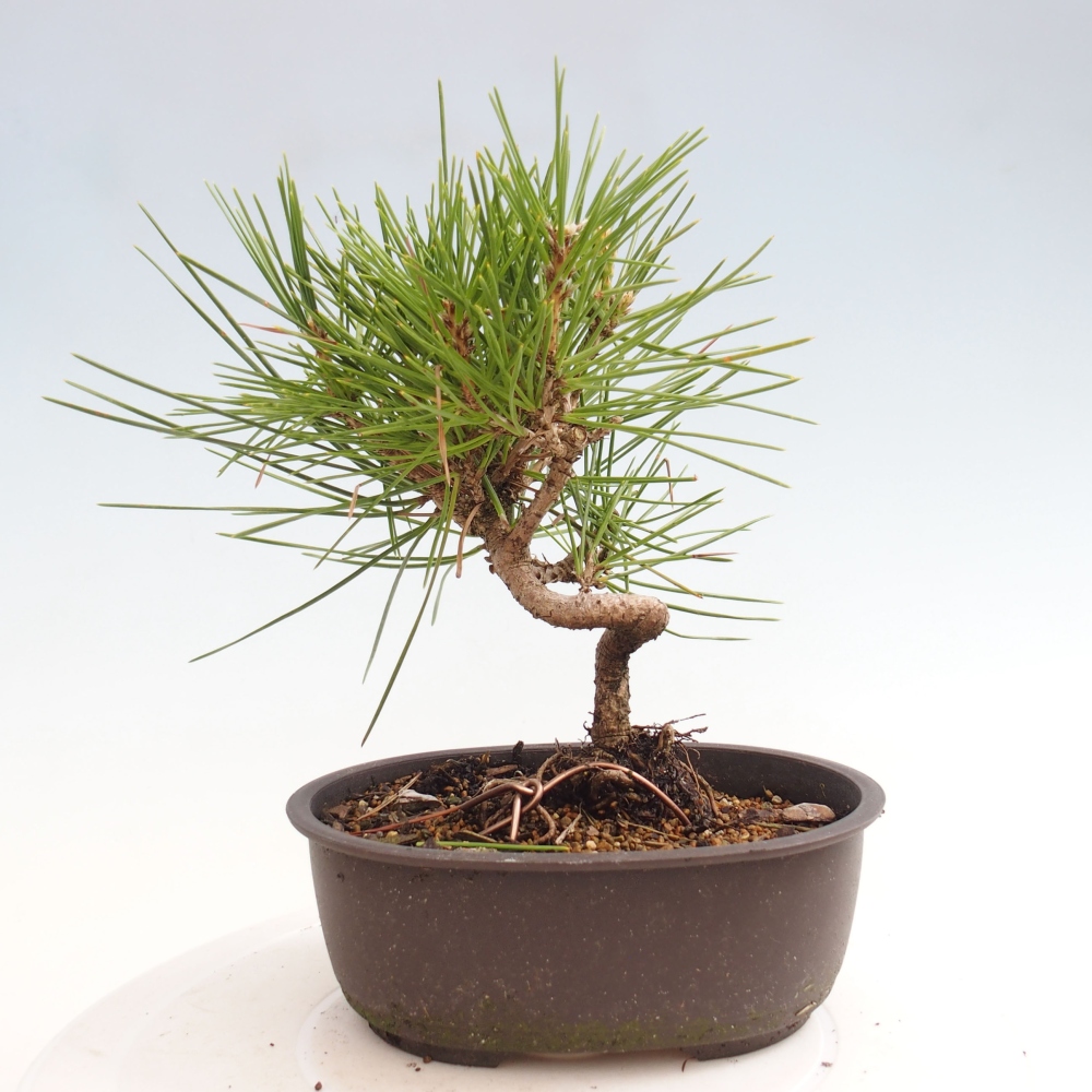 Bonsái de exterior - Pinus thunbergii - Pino Thunberg