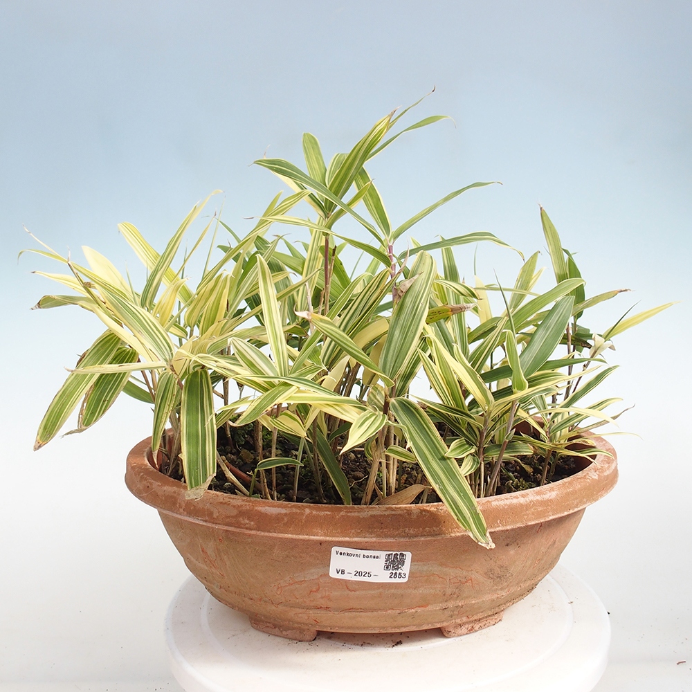 Bonsái de exterior - Sasaella masamuneana Albostriata - Bambú